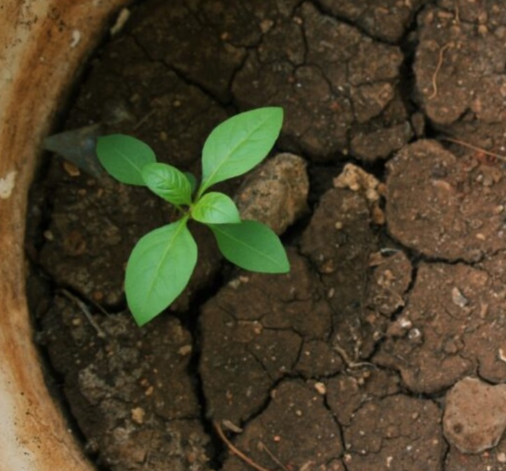 Старый пересушенный грунт в горшке, который нужно заменить комнатному растению